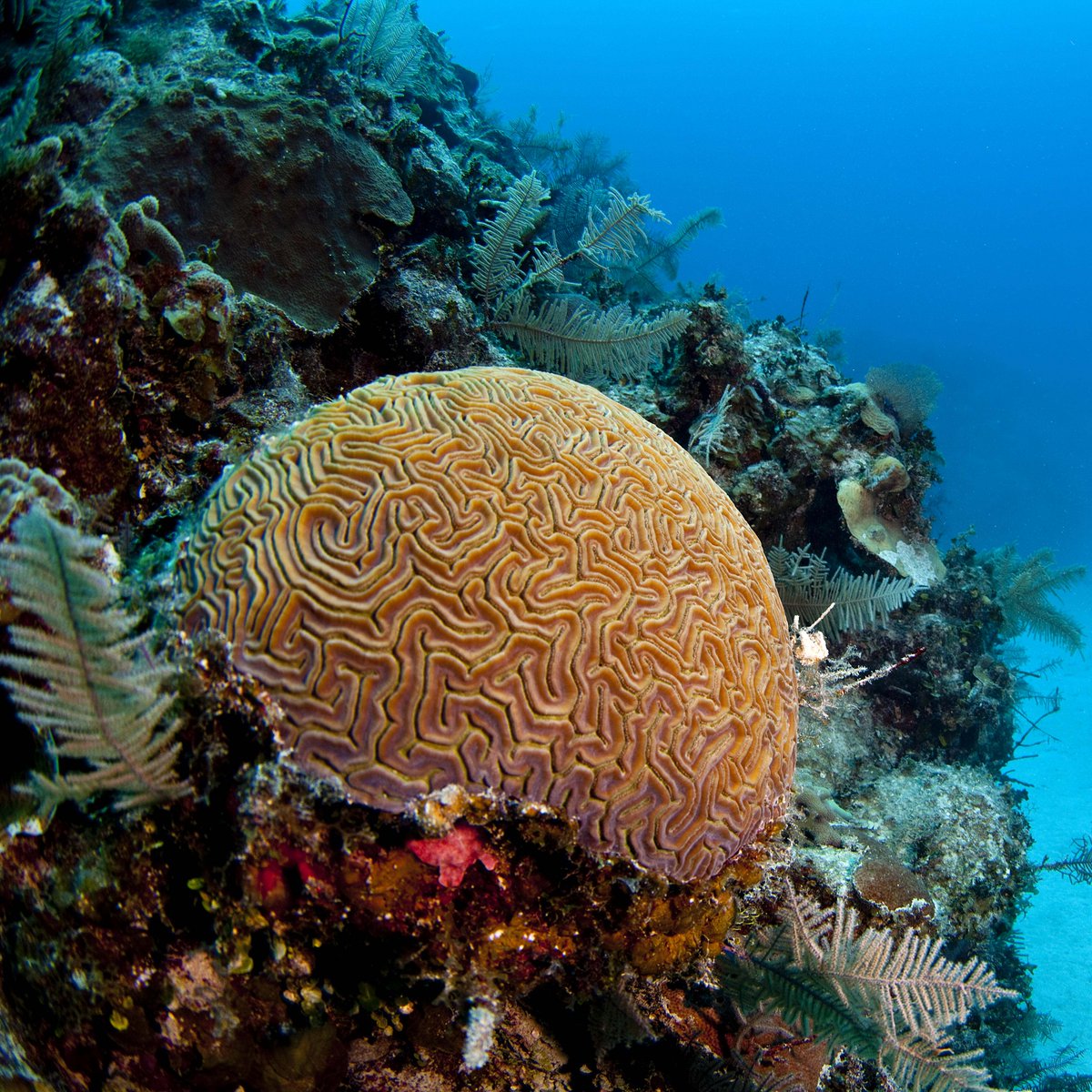 Ocean Wealth tweet media