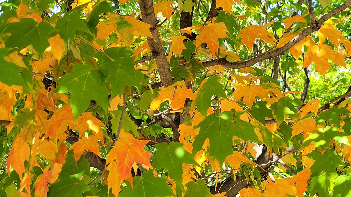 LPConservancy's tweet photo. Happy first day of #autumn! You may be sad to see summer and its flowers go, but don’t fret quite yet. There are still many pops of color throughout the park and more to come! Enjoy the many #asters, #goldenrod and #fallcolors. #LP4Me #digdeepfornorthpond #lincolnpark https://t.co/miWHN5XH2e