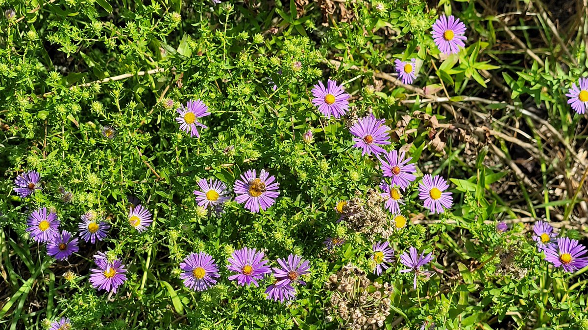 LPConservancy's tweet photo. Happy first day of #autumn! You may be sad to see summer and its flowers go, but don’t fret quite yet. There are still many pops of color throughout the park and more to come! Enjoy the many #asters, #goldenrod and #fallcolors. #LP4Me #digdeepfornorthpond #lincolnpark https://t.co/miWHN5XH2e