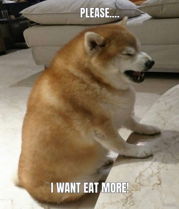 Chonkers Inu tweet media