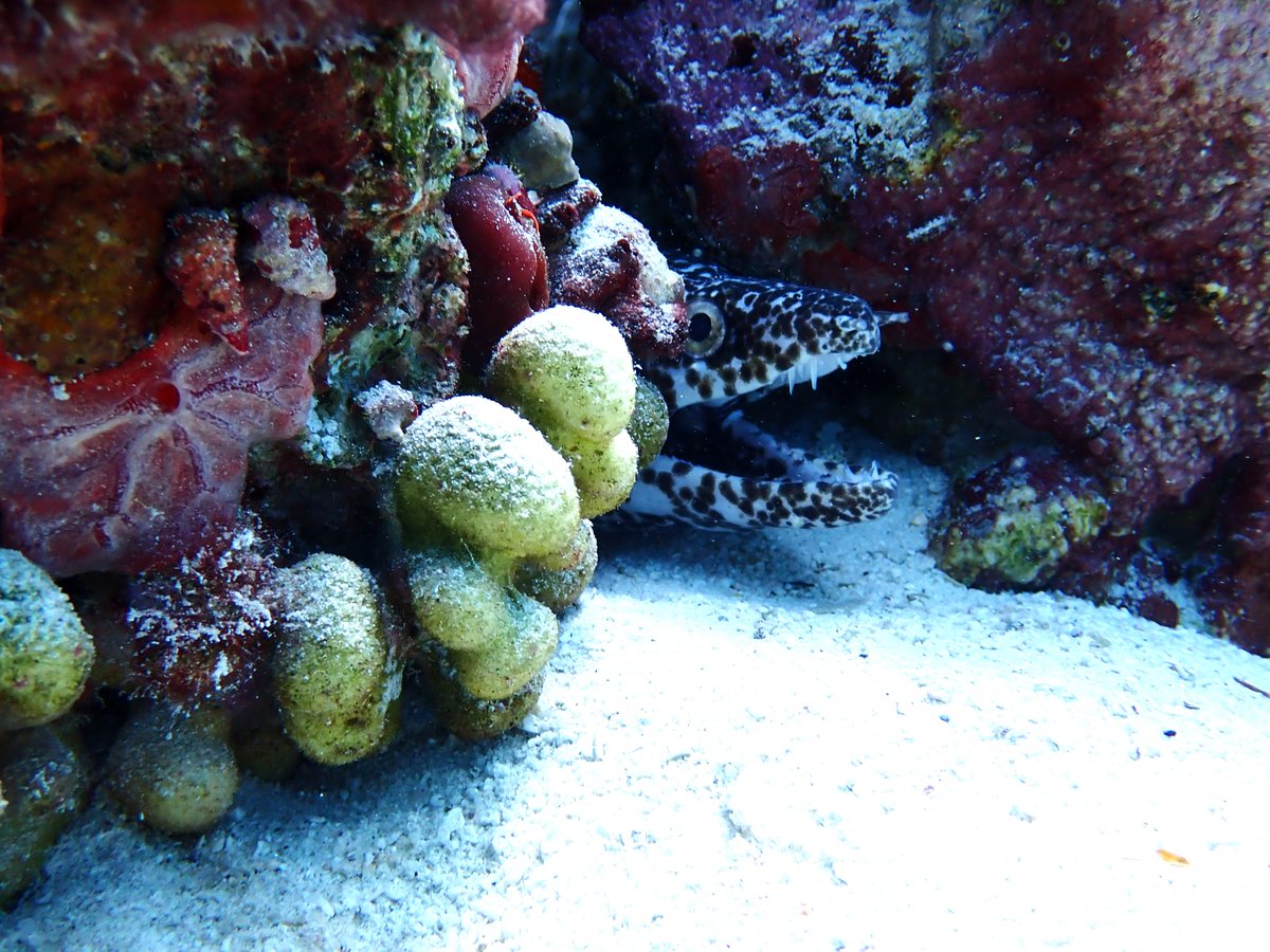 CokiDiveCenter's tweet photo. We've heard it has been awhile since you've been diving......time to book your next dive!

Email us! info@cokidive.com

#StThomas #Eel #Scuba #BookNow https://t.co/6V0qGCE33r