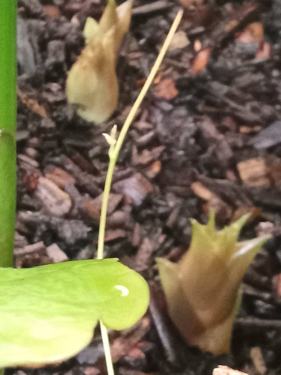 gardenjoan's tweet photo. After many years of perennial growth my Jamaican ginger choose this one to finally flower. The upside of the weather https://t.co/ElOYhu7mVp