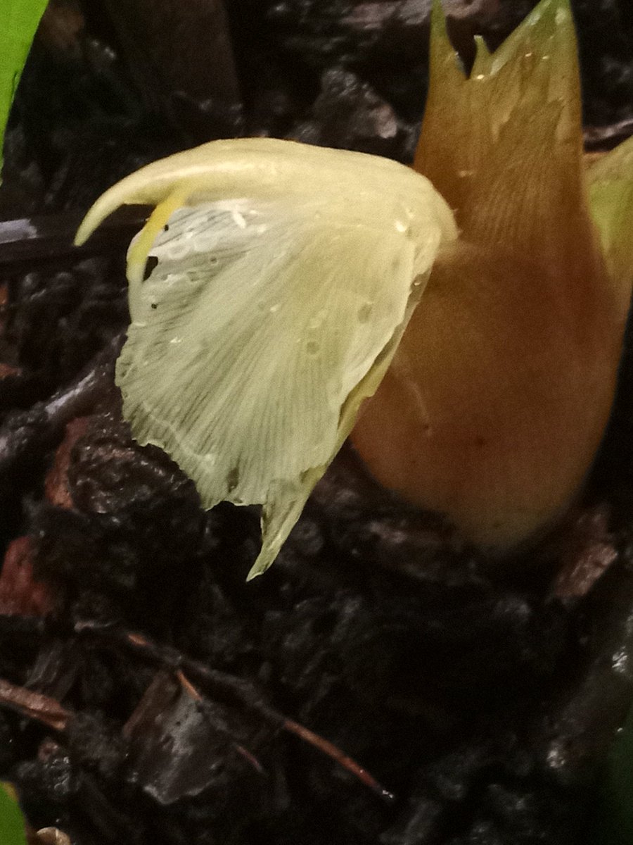 gardenjoan's tweet photo. After many years of perennial growth my Jamaican ginger choose this one to finally flower. The upside of the weather https://t.co/ElOYhu7mVp