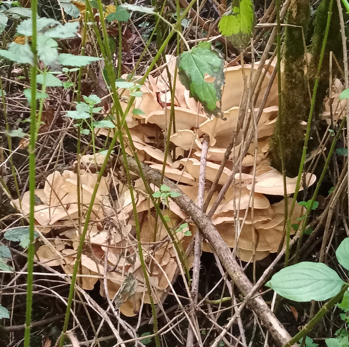 gardenjoan's tweet photo. This year I have increased my foraging forays and right now it's all about edible fungi. Polypores. Wild oysters and fieldcaps have been extra prolific even in our very urban forest https://t.co/uwrYPtbbZ1