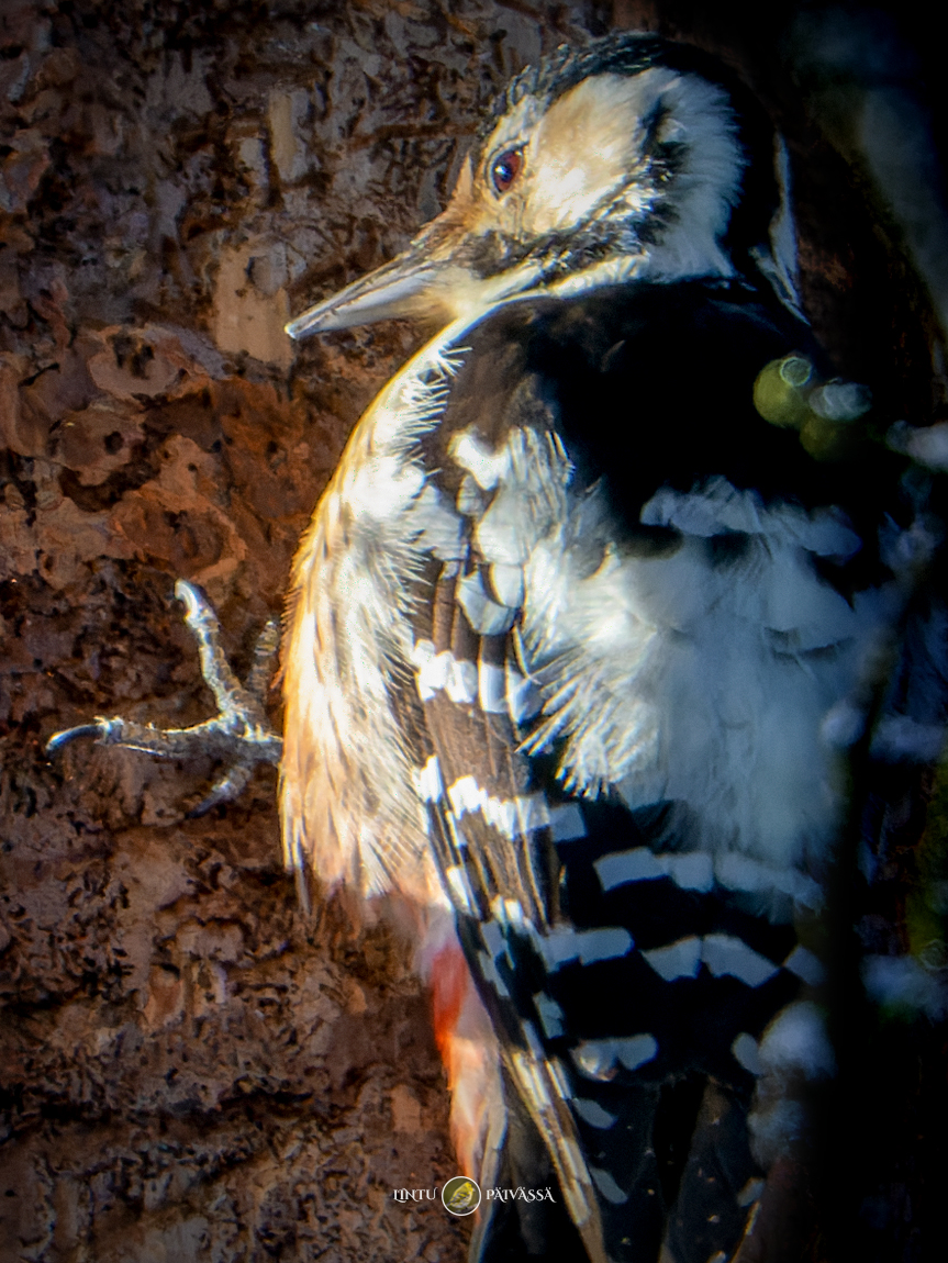 Valkoselkätikka • Vitryggig hackspett • White-backed Woodpecker
(Dendrocopos leucotos)