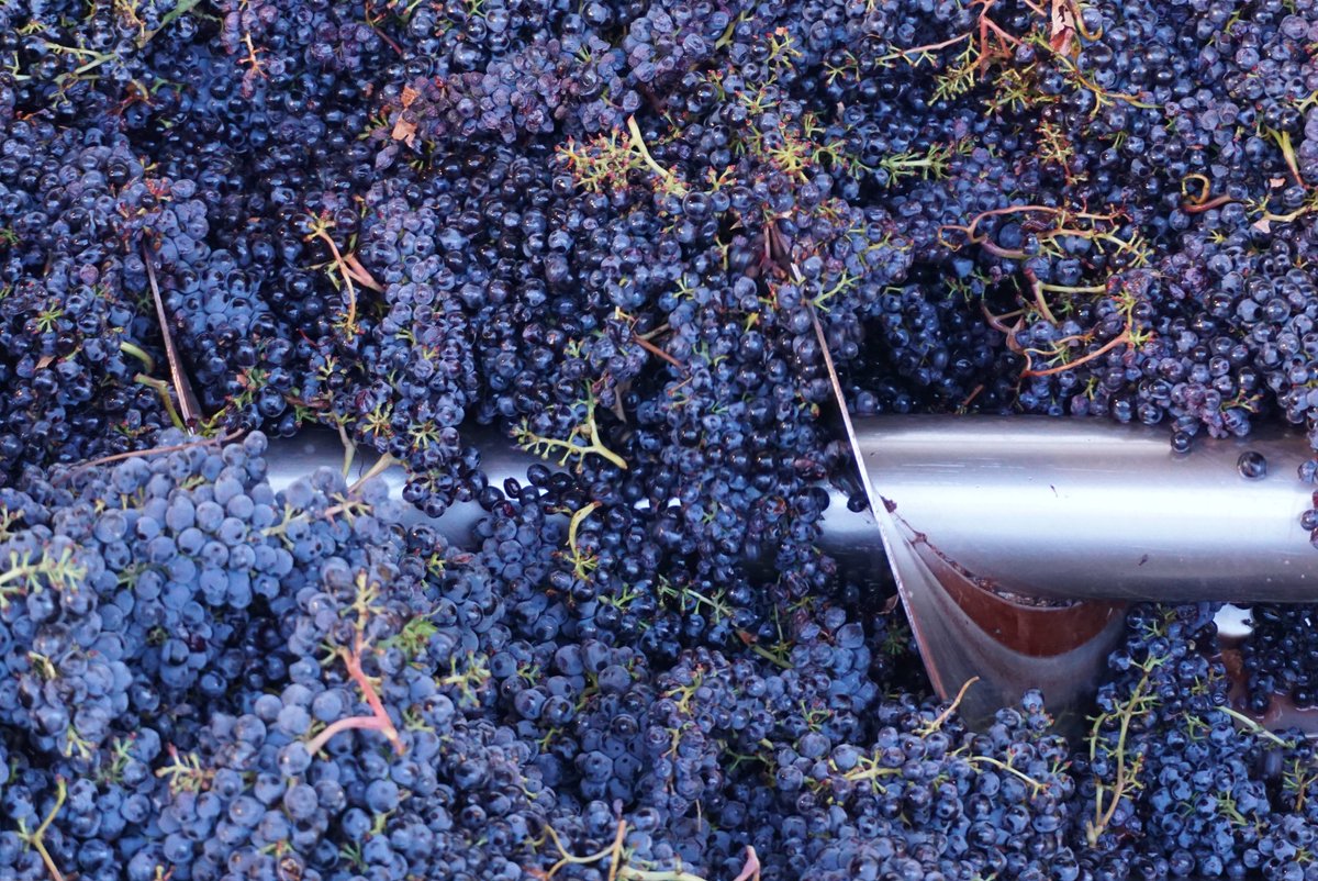 LornanoChianti's tweet photo. #Sustainability, respect for nature, passion for Sangiovese and #tradition give life to wines that express the characteristics of the territory in which they are born
https://t.co/U6U5Hm8GuR
#lornano #harvest2022 #vendemmia #sangiovese #finewine https://t.co/awRGryz1ly