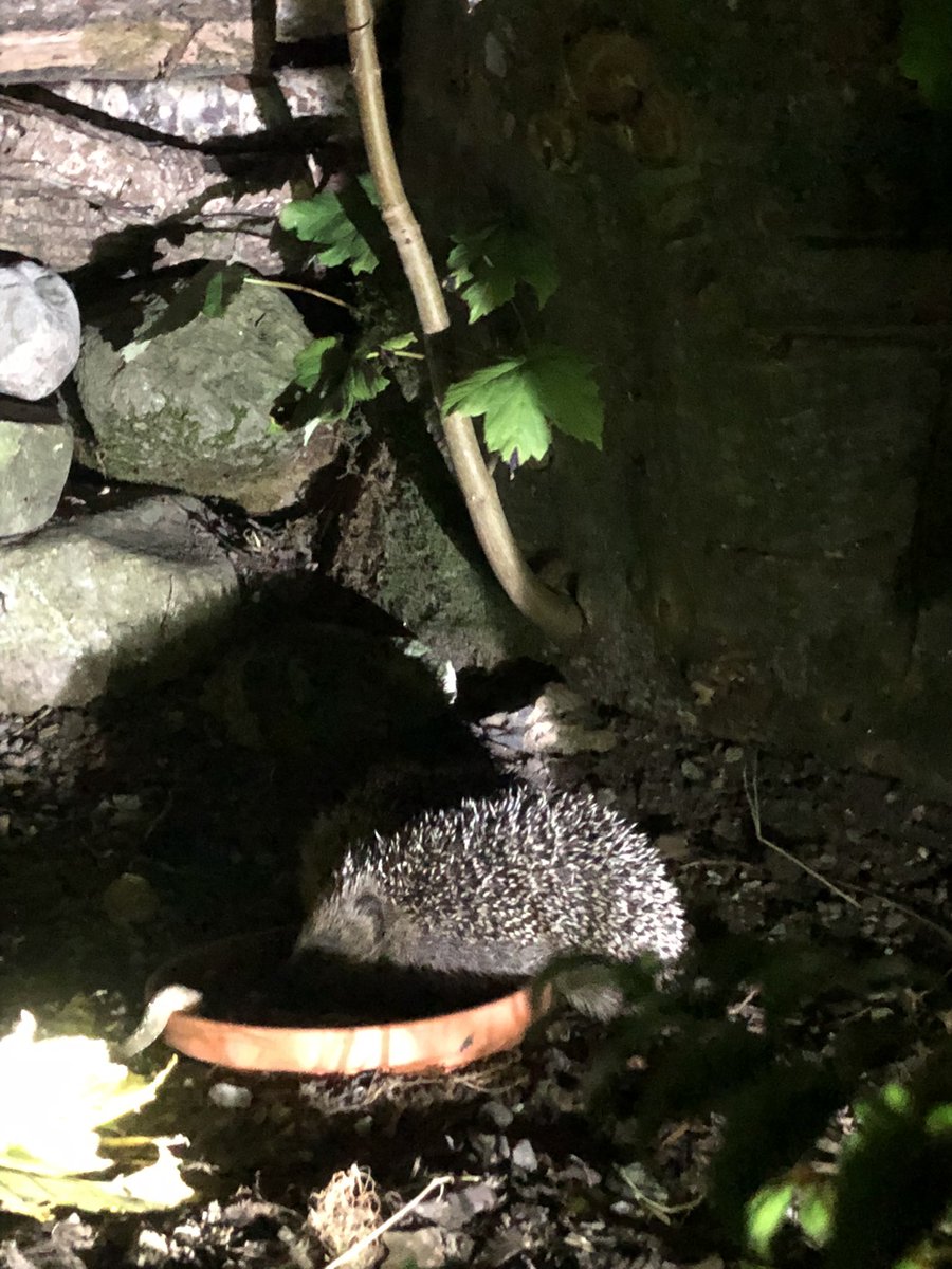 Looking after new residents in the garden.