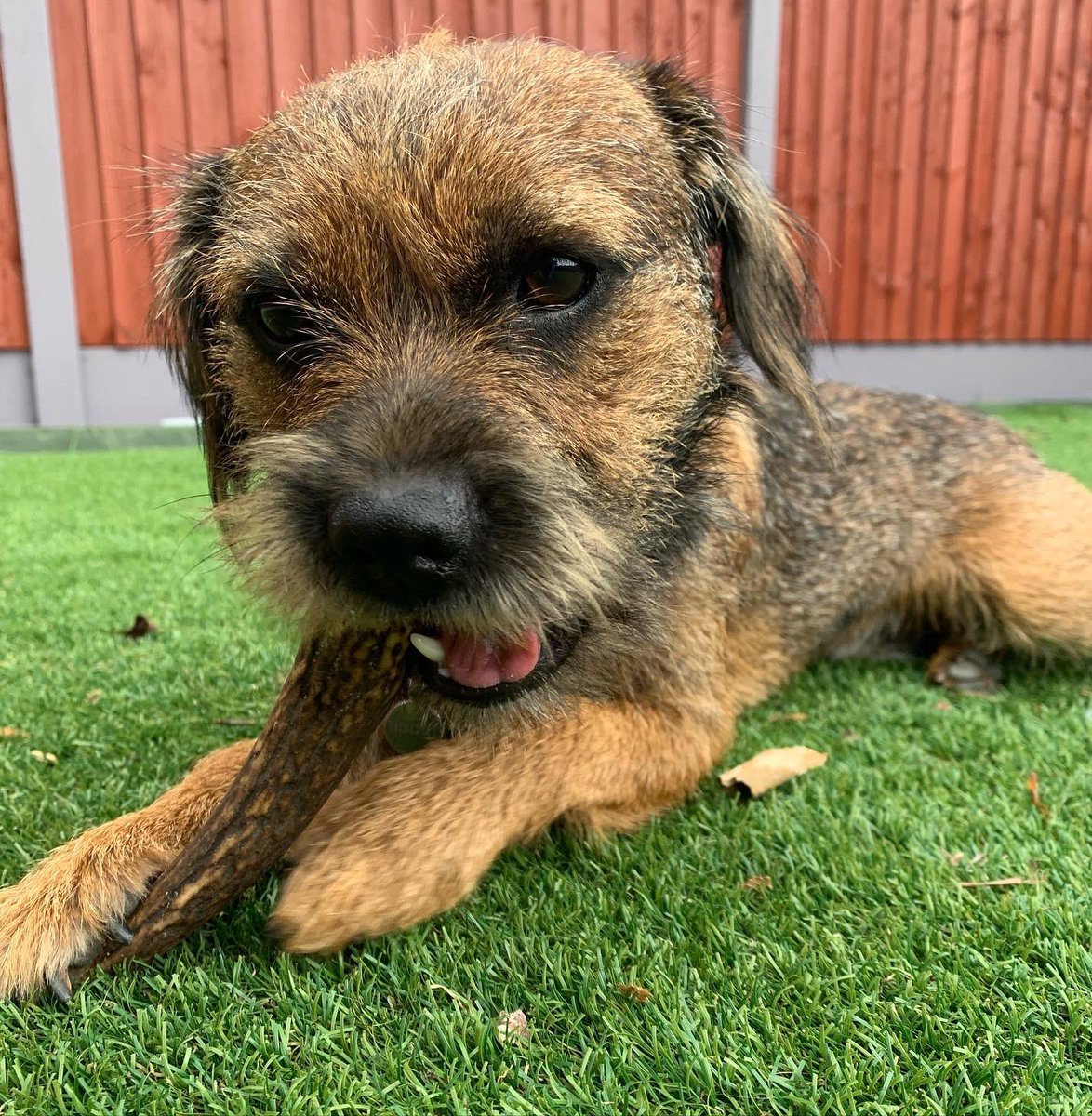 BodhiSattvas21's tweet photo. Just a pup, sitting in the garden, chewing his deer antler. #BTPosse #deerantler #deercrack #dogsoftwitter https://t.co/afjMf6tUYS