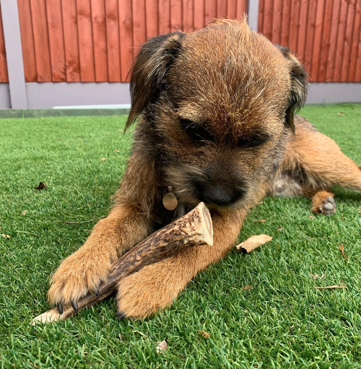 BodhiSattvas21's tweet photo. Just a pup, sitting in the garden, chewing his deer antler. #BTPosse #deerantler #deercrack #dogsoftwitter https://t.co/afjMf6tUYS