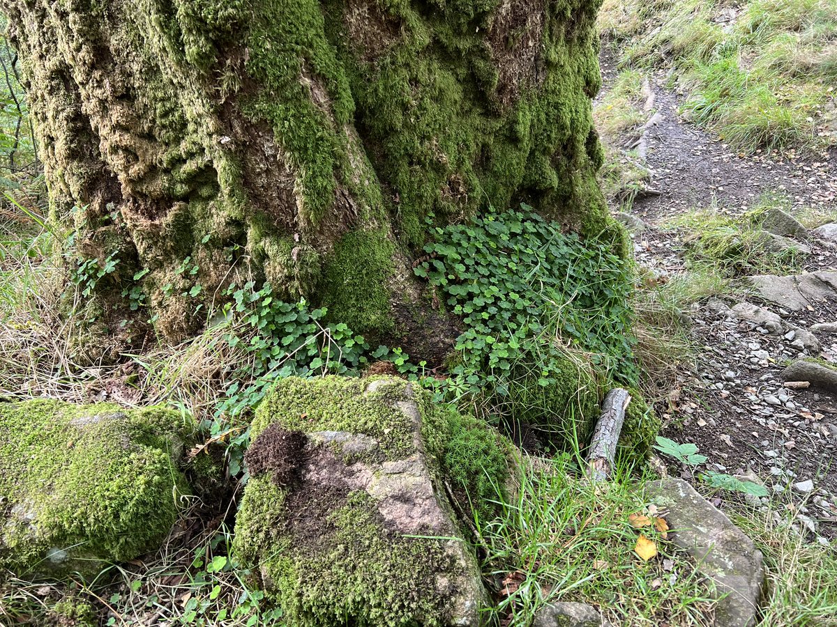 wright_pip's tweet photo. I recently returned from a gorgeously green holiday in the Lake District where we spent all our time exploring and hiking up fells, crags and mountains.🌲⛰️ 

#cumbria #lakedistrict https://t.co/l3dYw5qoVm