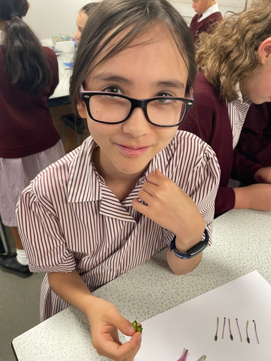BromsPrep's tweet photo. In Science, Year 6 are dissecting flowers to understand how plants reproduce. #BromsYr6 #BromsScience #ScienceExperiment https://t.co/3Y6ZDPyGC4