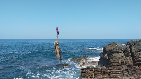 SnufkinJapanes1's tweet photo. Squid fishing in Fukui prefecture.
The condition of squids seem to be better this year🥰
#Vanllife and wandering the best 100 #mountains in #Japan 99th day. 
100/100 mountains. https://t.co/60Zyc7FEKr