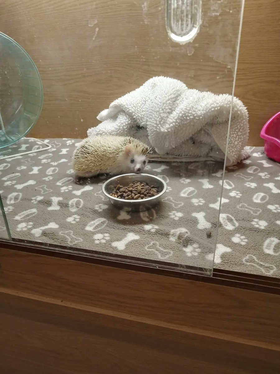 KWTherapy's tweet photo. Our animal crazy Office Manager, Vicki, was in her happy place last week when we visited LCAT UK to find out more about their #animaltherapy and animal assisted counselling services.  Thanks, @SallyLivsey, for inviting us to visit and introducing us to your extended family 😃 https://t.co/gwvv0OvzkL