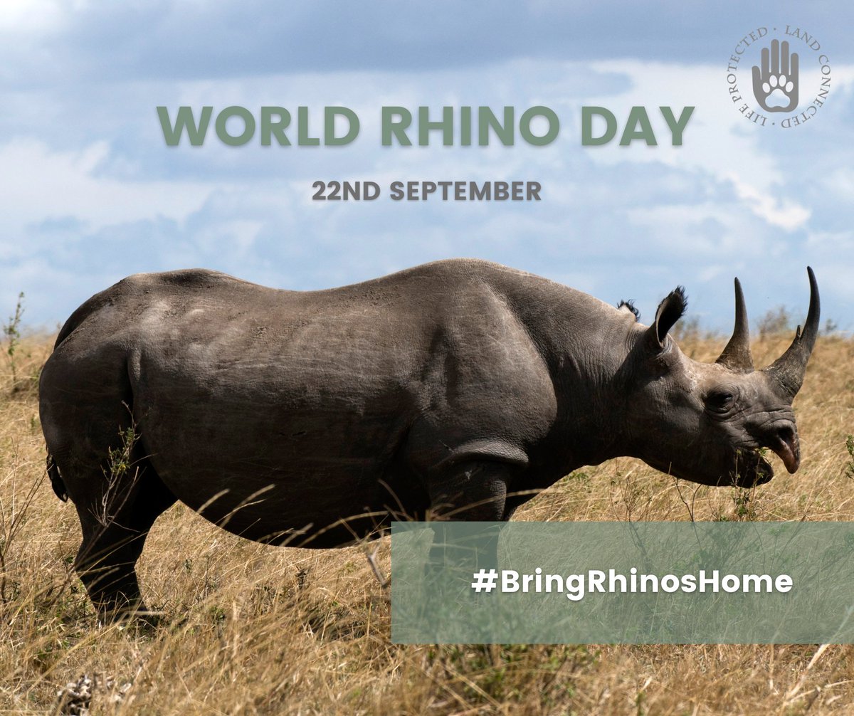 On #WorldRhinoDay, we at Loisaba are so excited about the Conservancy's project to restore black rhinos to our landscape after 52 years of absence. We are deeply grateful our efforts have been supported by @kwskenya, @Nature_Africa, @sandiegozoo, @SpaceforGiants and @elewana