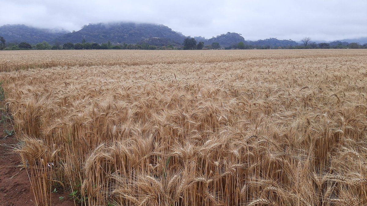 #HappeningNow. Banga hosts a field day to show case its 23 hectare winter wheat. Field days are important as they form part of look and learn experience for farmers from other schemes and greater scheme areas as the hosts explain the steps taken to produce the excellent crop