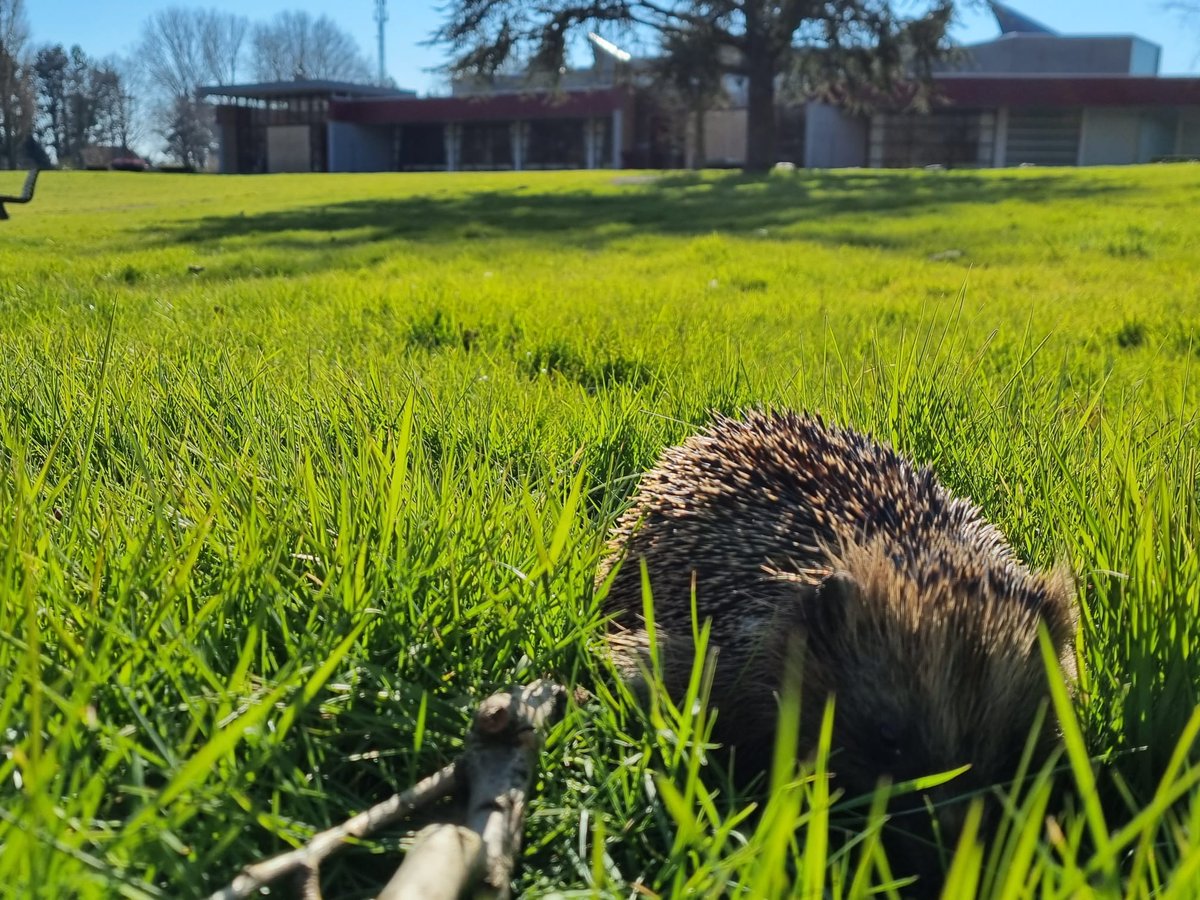 Aankomend weekend, 24 en 25 september, is het #Egelweekend. Iedereen kan dan waarnemingen van egels doorgeven, bv uit de eigen tuin of buurt. Doet u ook mee? Meer info zie: tuintelling.nl 

Op de foto een egeltje op #Hofwijk #begraafplaats #crematorium #Rotterdam 🟩⬜🟩