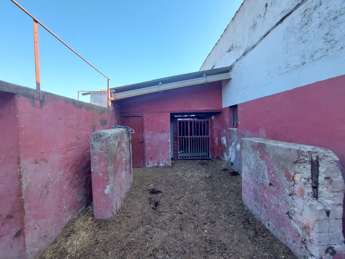 Extensive livestock Retinto and Limusine... in a 70 years old farm