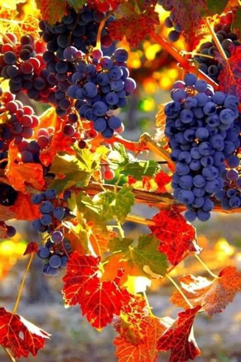 BSuhic's tweet photo. The day of fall and spring of memories,
I walked among the old friends with coloured leaves already 

To the grapes I said: -grow, you are loved! 

Ripe is the life

#vss365 part one https://t.co/jjJs8Hnf61