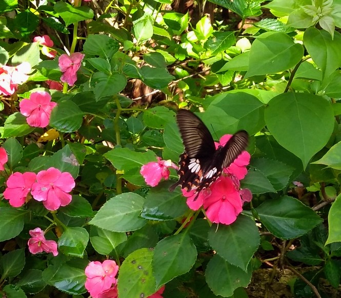 quiz_point's tweet image. #Butterfly
#Commn mormon