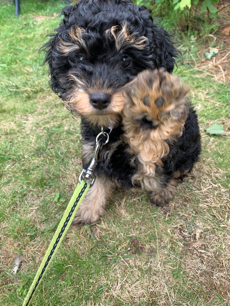 FayeAnderson40's tweet photo. My heart already belongs to you my fur-baby!❤️ 12 days and shattered 😂but such a joy to have this lil’ girl finally with us❤️ https://t.co/FRd7Vj7qWU