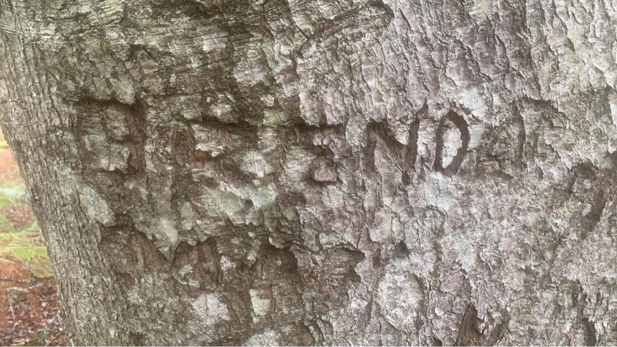 New Forest Archaeology tweet media