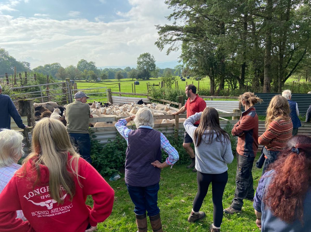 natsheep's tweet photo. NSA Cymru/Wales Region Farm Walk in conjunction with HCC🥾
Visiting the Johnson family’s upland farm, comprising of 500 ewes and 120 replacement ewe lambs 🐑
📍Maes Bach Farm, Pontypridd
📆Tuesday 4th October
⏰3-5pm
Find out more via the link below👇
https://t.co/9aOhEK8hvX https://t.co/nLbYvlkiqy