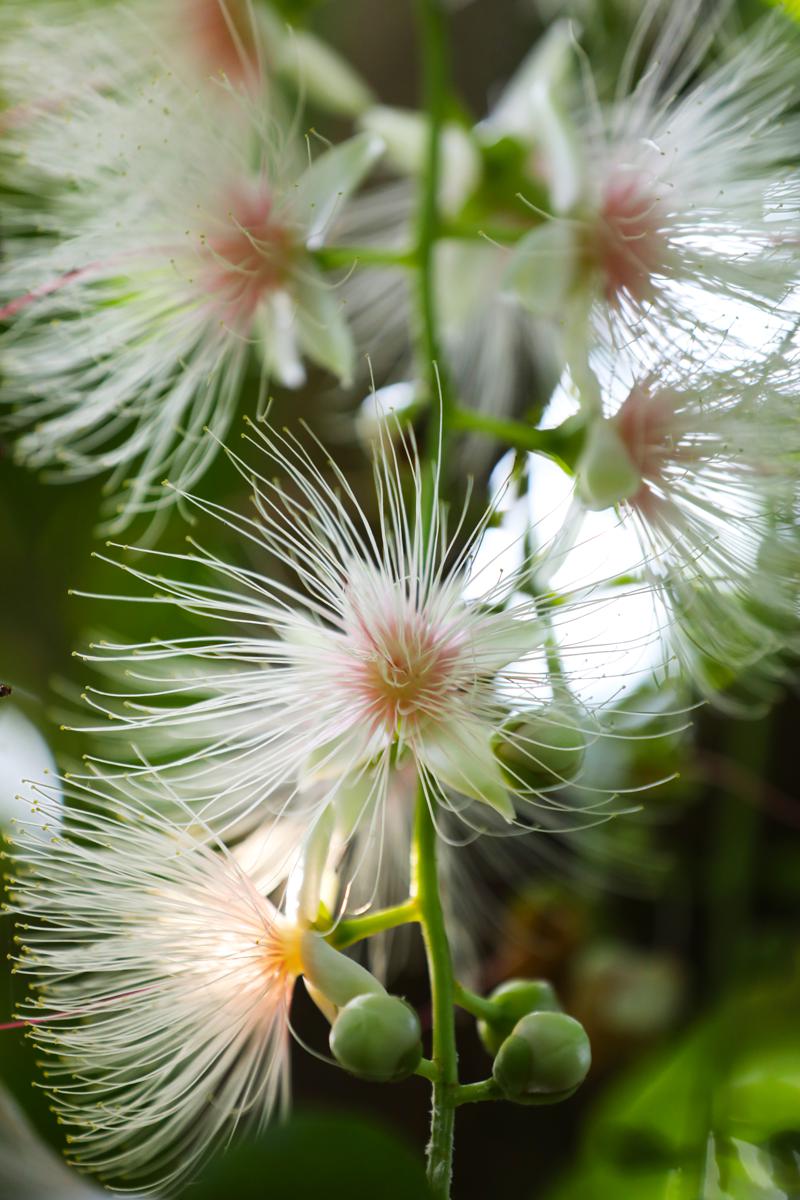 iGuangdong's tweet photo. 😍 China's largest natural powder-puff tree #forest, which has recently been discovered in Suixi county in western part of #Guangdong province, is expected to become a new tourist attraction in the months to come. #OnlyInGD #EcoGD https://t.co/5ZUvnp7tKG