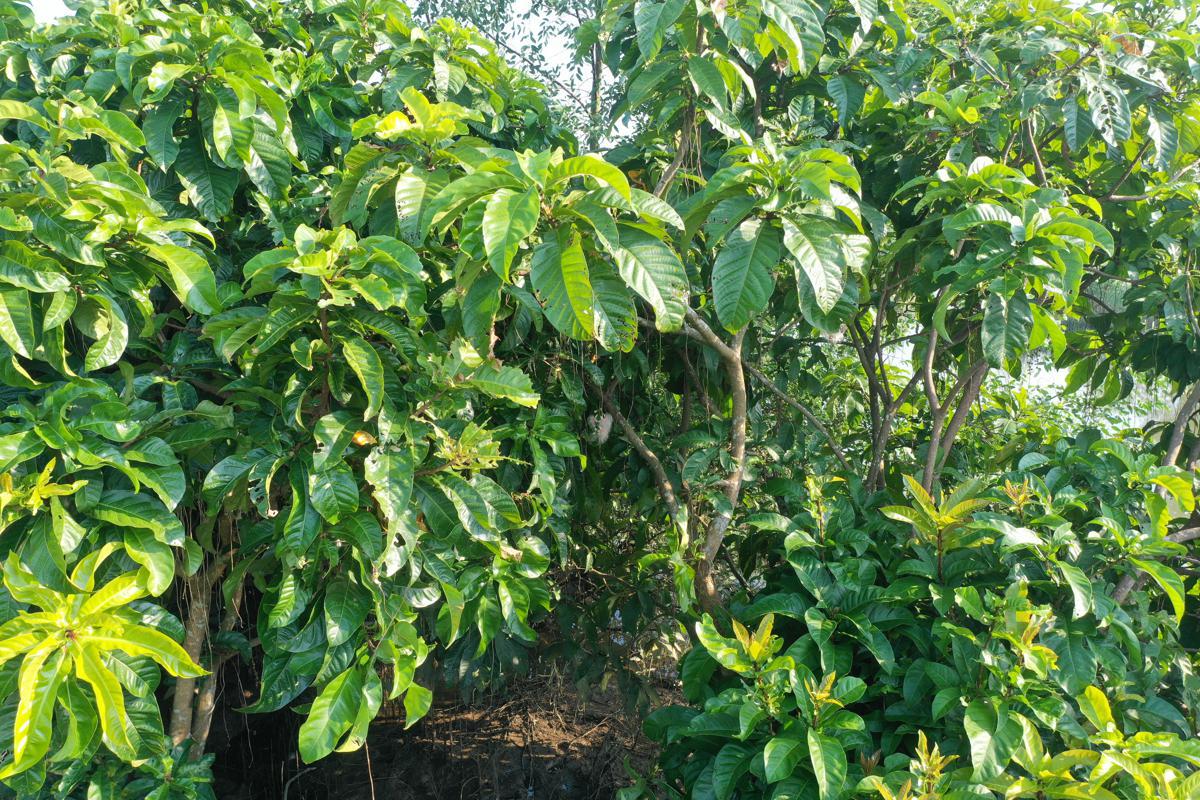 iGuangdong's tweet photo. 😍 China's largest natural powder-puff tree #forest, which has recently been discovered in Suixi county in western part of #Guangdong province, is expected to become a new tourist attraction in the months to come. #OnlyInGD #EcoGD https://t.co/5ZUvnp7tKG