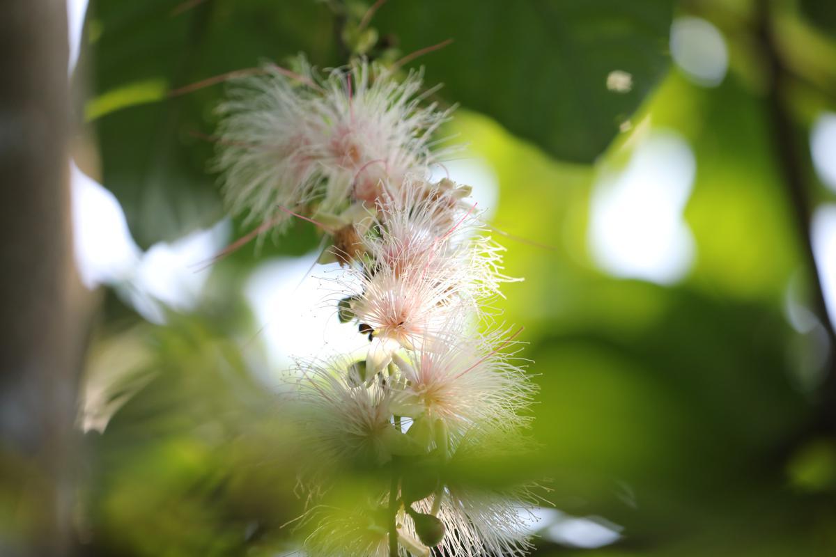 iGuangdong's tweet photo. 😍 China's largest natural powder-puff tree #forest, which has recently been discovered in Suixi county in western part of #Guangdong province, is expected to become a new tourist attraction in the months to come. #OnlyInGD #EcoGD https://t.co/5ZUvnp7tKG