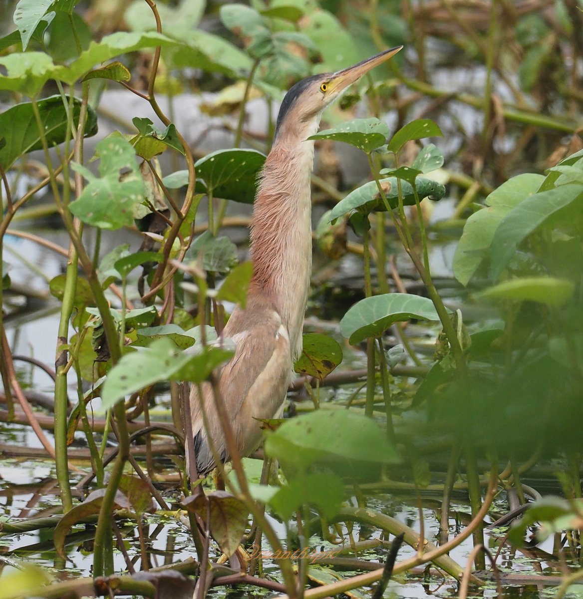 #yellowbittern
unless it stretches its neck out, its practically impossible to fathom the length of the neck

@IndiAves #IndiAves