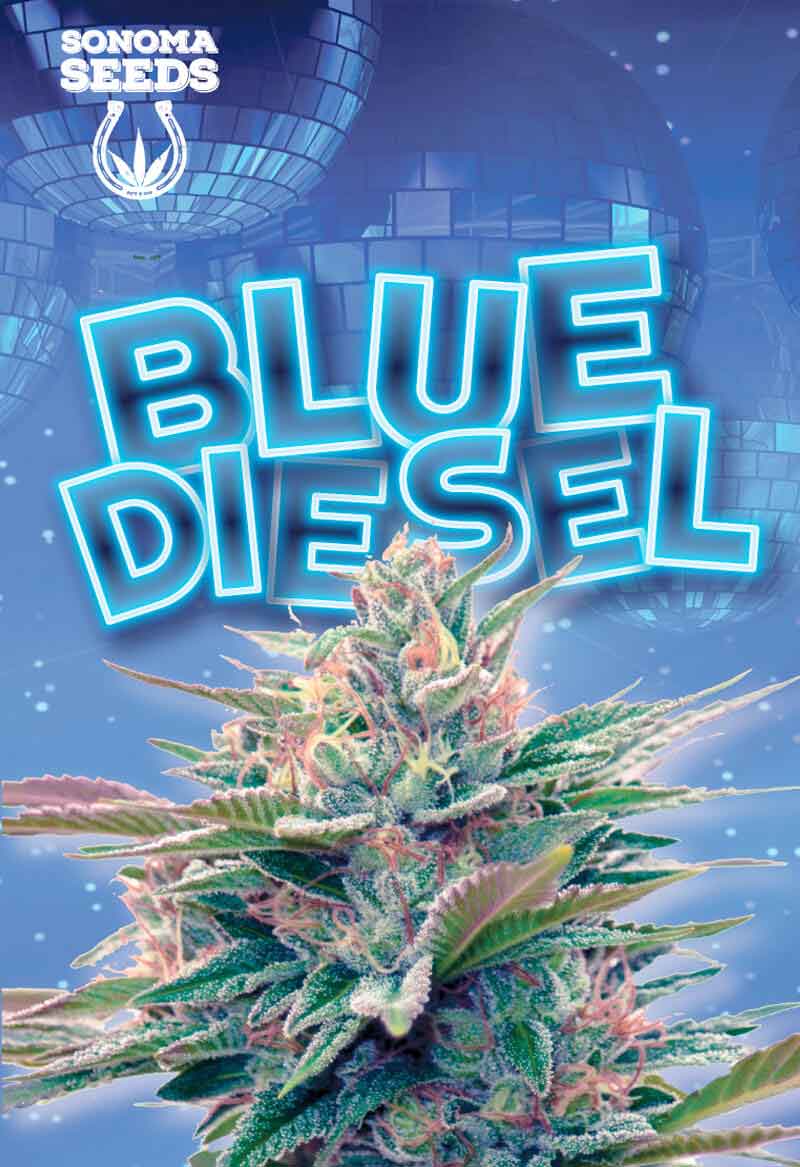 ipotlive's tweet photo. Shout out to my friends at #Rocketseeds
Blue Diesel in stock at https://t.co/1KIQZfGzTC https://t.co/wCeheZGjOO