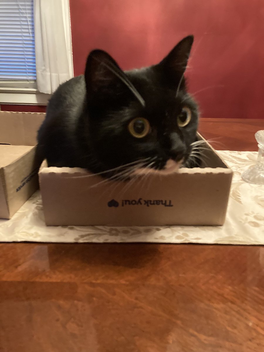 DapperGirlCat's tweet photo. I’ve just discovered the wonderful world of boxes! #CatsOfTwitter #cats #catsofinstagram https://t.co/vrqceQJmCN