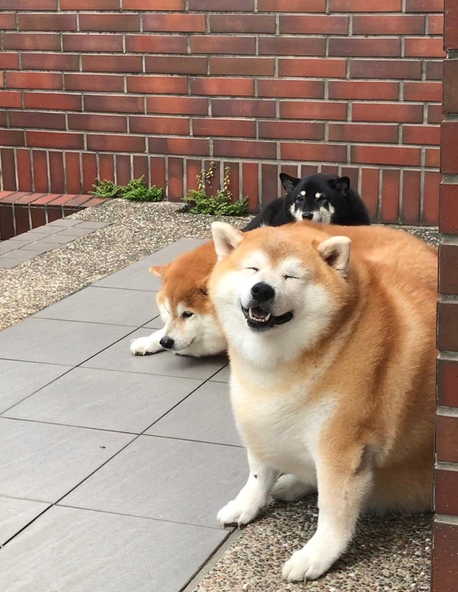 Chonkers Inu tweet media