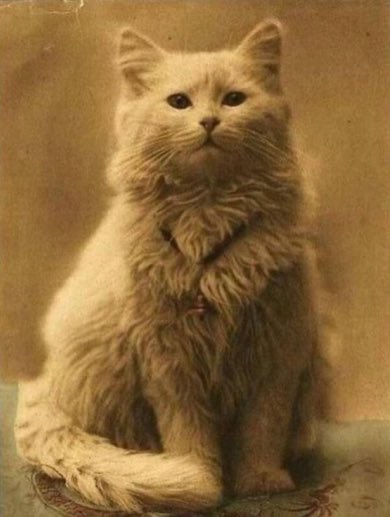 la prima foto di un gatto (1880)