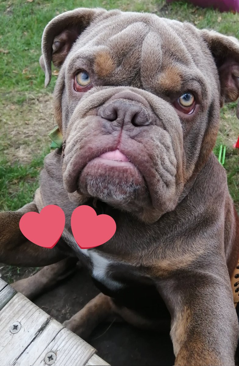 My beautiful British bulldog Eric ❤️
#britishbulldog
#wrinkles