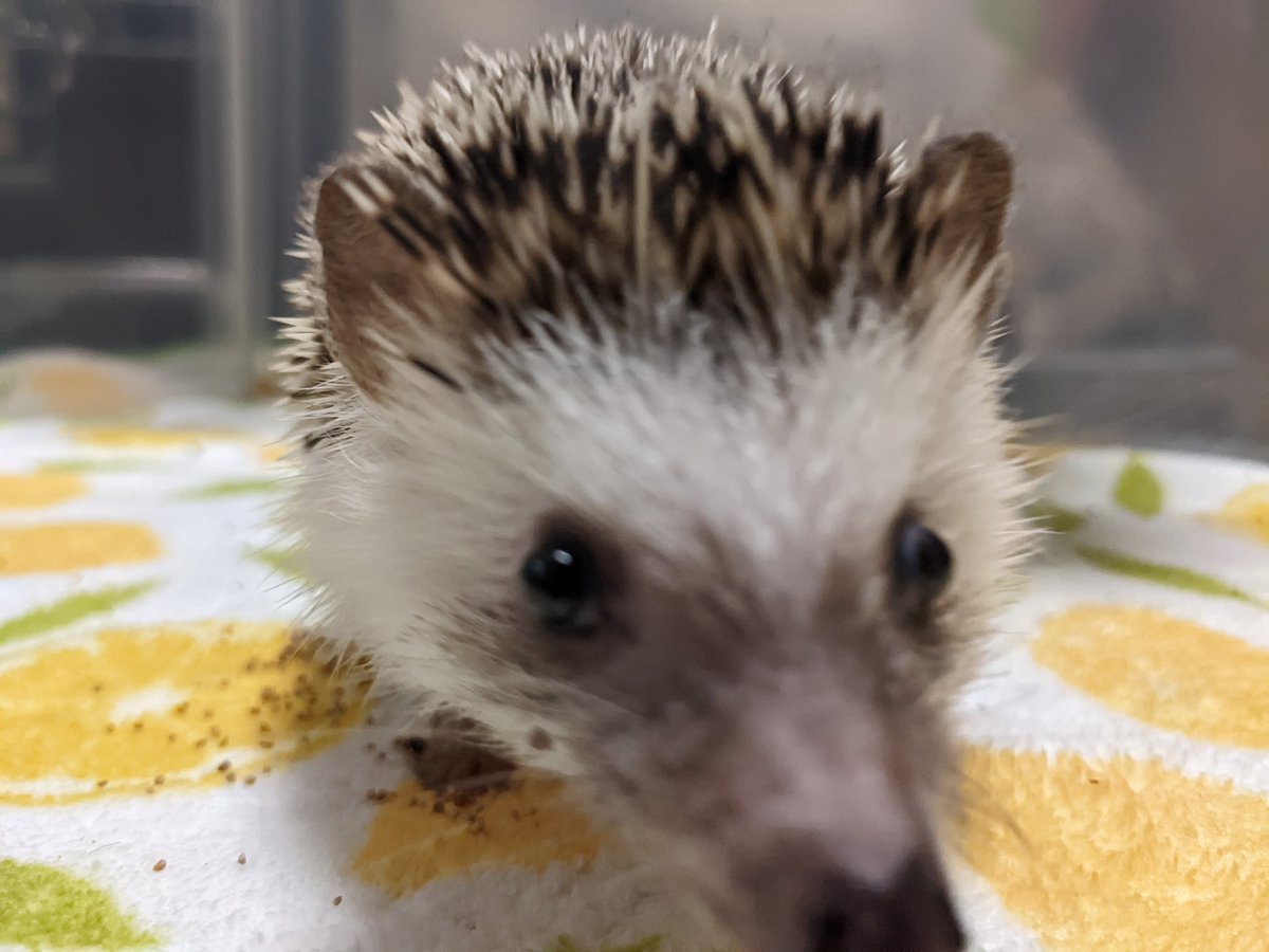 語彙力 の 彙 という漢字 読み方を調べたらあの小動物でかわいい Togetter