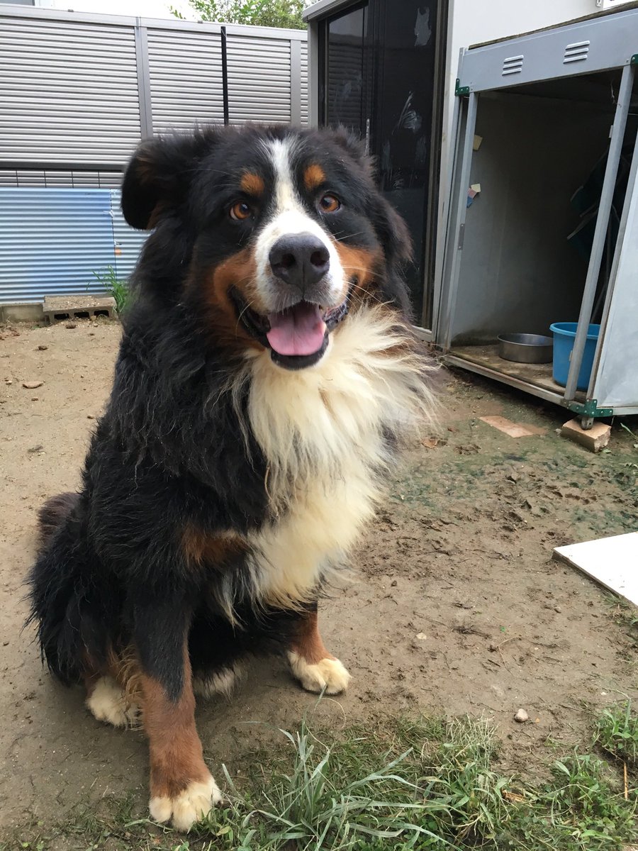 印象のデザイン にゃんちゃん様専用 バーニーズマウンテンドッグ オブジェ その他