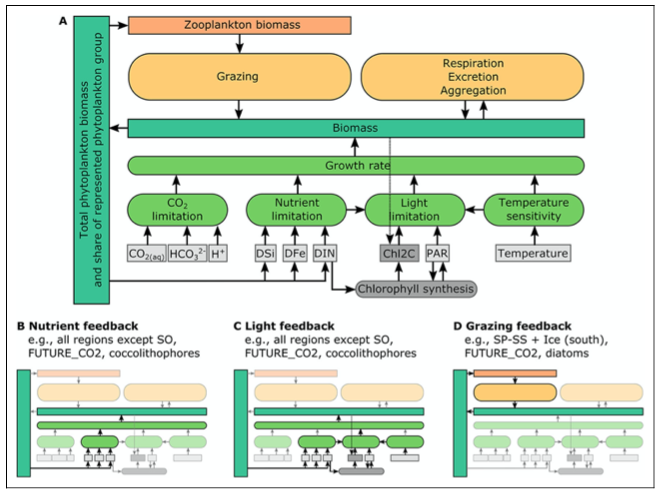 👋New publication in @elementascience, led by @miriamseif: Increasing CO2 in the ocean affects phytoplankton directly, but can be augmented by three feedbacks that we identified in an ocean biogeochemical model: nutrient, light and grazing feedbacks. 1/4