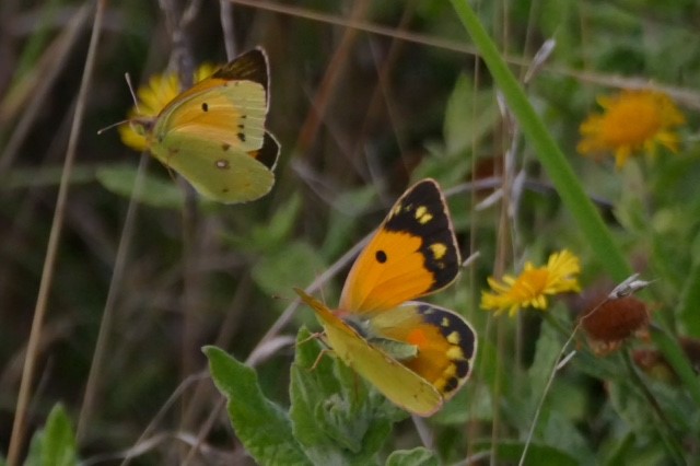 Carymoor's tweet photo. Some fabulous photos of male and female clouded yellow butterflies on site yesterday captured during a regular #transect by our volunteer recorder . #cloudedyellow #butterflies @savebutterflies @SomButterflyRec @ukbutterflies https://t.co/tLuBMDlzz6