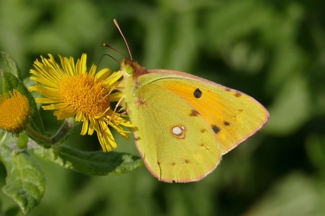 Carymoor's tweet photo. Some fabulous photos of male and female clouded yellow butterflies on site yesterday captured during a regular #transect by our volunteer recorder . #cloudedyellow #butterflies @savebutterflies @SomButterflyRec @ukbutterflies https://t.co/tLuBMDlzz6