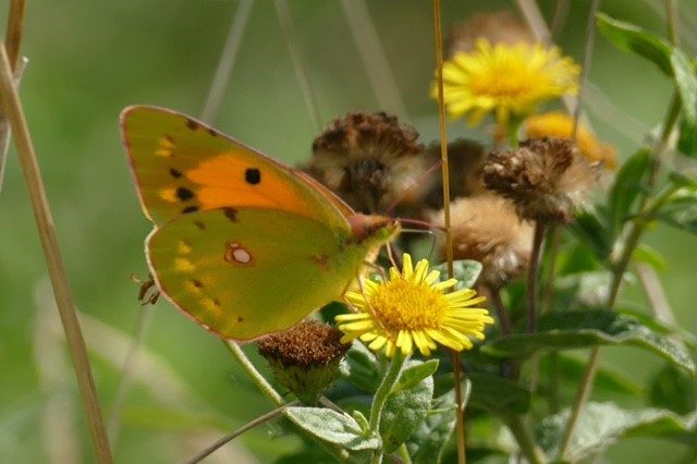 Carymoor's tweet photo. Some fabulous photos of male and female clouded yellow butterflies on site yesterday captured during a regular #transect by our volunteer recorder . #cloudedyellow #butterflies @savebutterflies @SomButterflyRec @ukbutterflies https://t.co/tLuBMDlzz6
