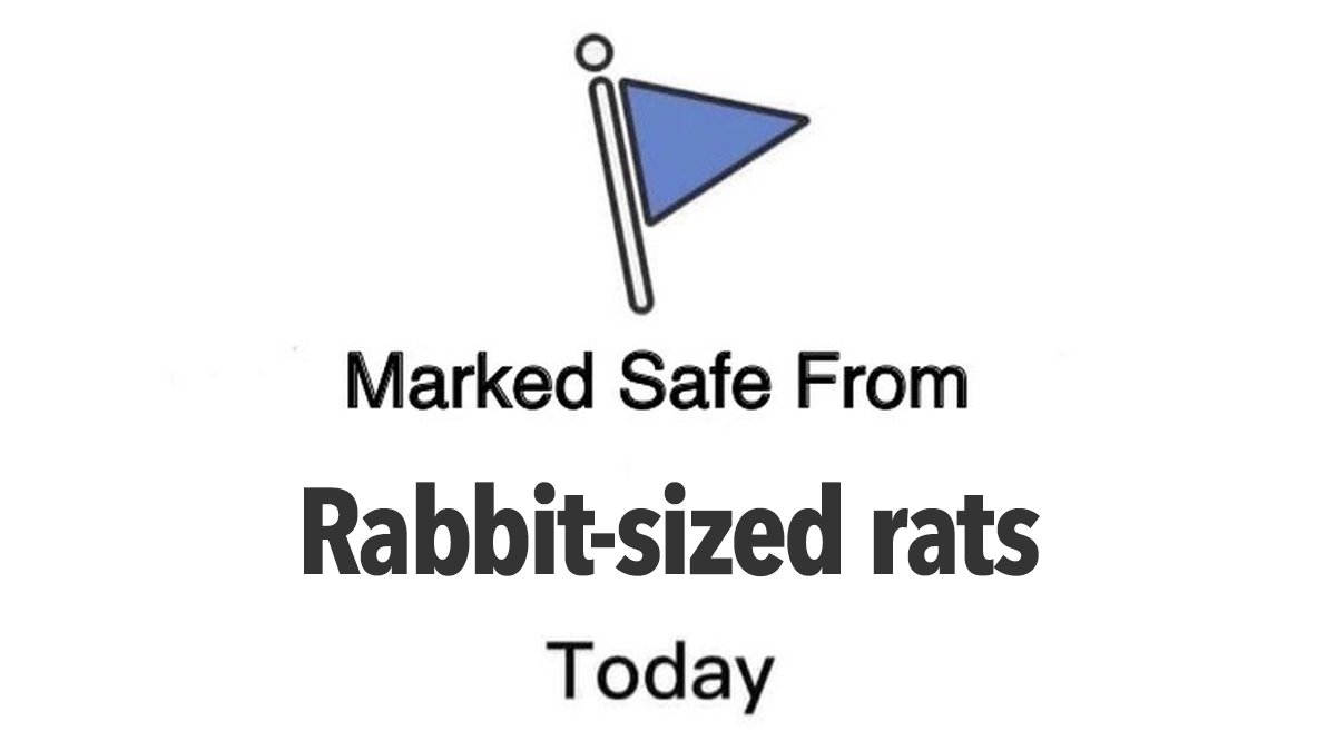 Don't forget to mark yourselves safe, stay alert everyone 🧐😉 

News: indy100.com/news/giant-rat…