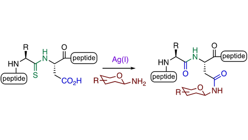 angew_chem's tweet image. Site Specific Preparation of N-Glycosylated Peptides: Thioamide-Directed Activation of Aspartate (Hutton) @Hutton_Lab @Bio21Institute #OpenAccess onlinelibrary.wiley.com/doi/10.1002/an…