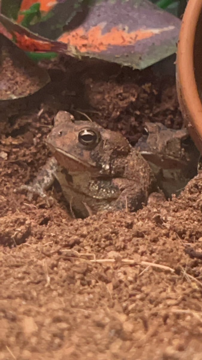 XionYetora's tweet photo. Baby toad’s stacking for your Thursday serotonin shot. 😁 #toad #baby #toadlet #stacking #serotonin #cute https://t.co/Eo1jmZ1CJV