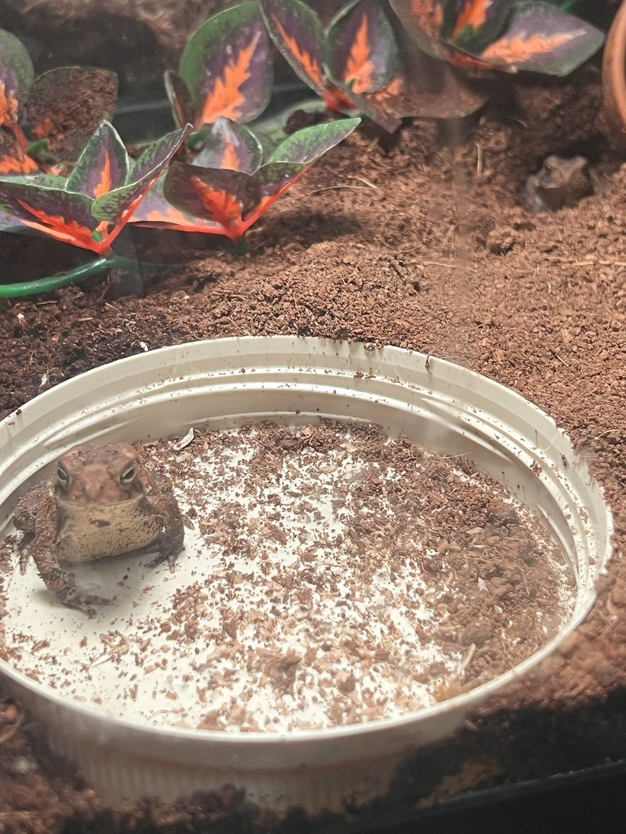 XionYetora's tweet photo. Baby toad’s stacking for your Thursday serotonin shot. 😁 #toad #baby #toadlet #stacking #serotonin #cute https://t.co/Eo1jmZ1CJV