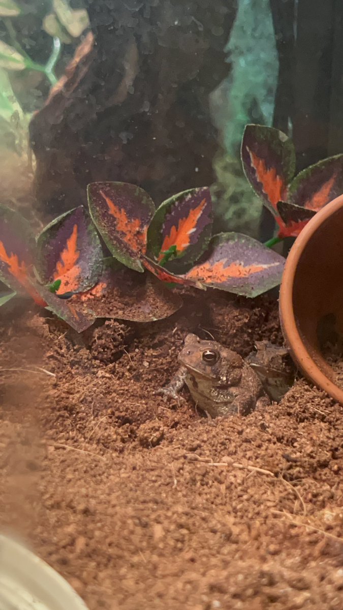 XionYetora's tweet photo. Baby toad’s stacking for your Thursday serotonin shot. 😁 #toad #baby #toadlet #stacking #serotonin #cute https://t.co/Eo1jmZ1CJV