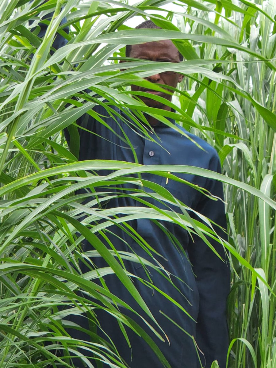MashaAllah,
My 10 acres grass has grown to great height. Waiting for the market day( Garissa) to buy som 50 bulls for fattening...... for 3 months and resale....