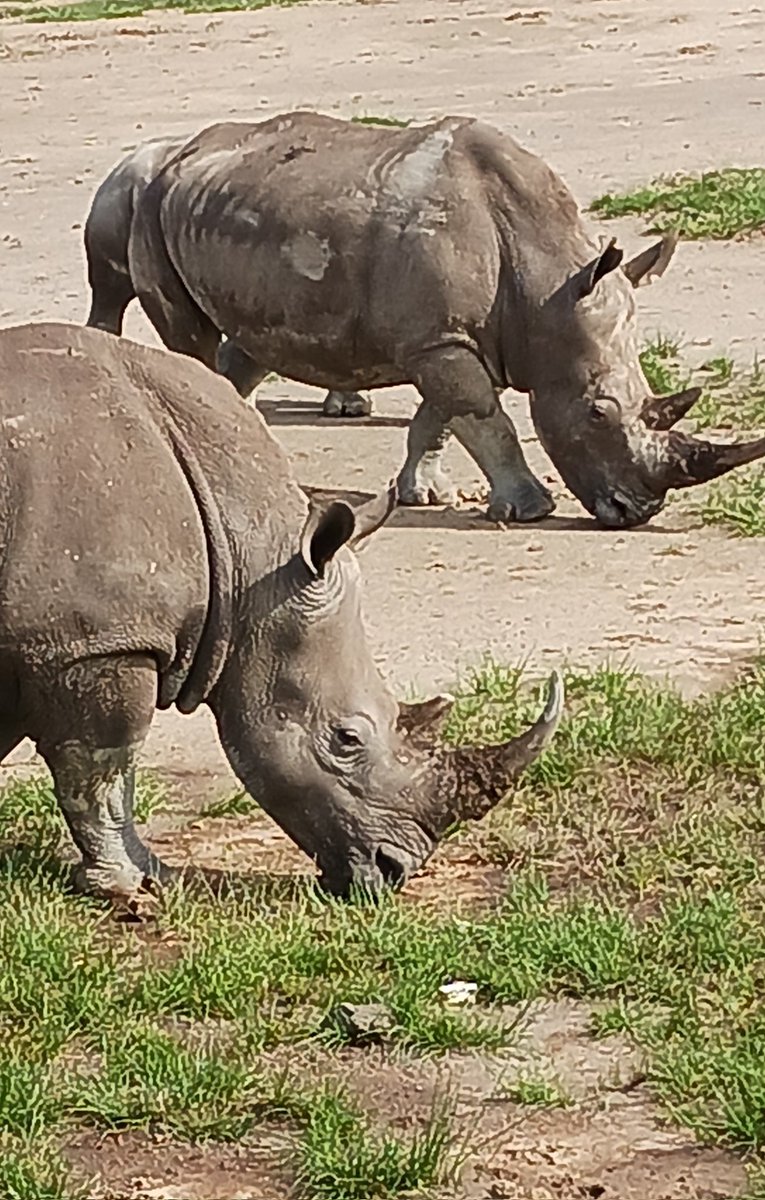 jointheredherd's tweet photo. Today we celebeate World π¦ Day! One of our Board Member took this picture of black rhinos a few days ago in Kenya! #WorldRhinoDay22 #JointheRedHerd
#NoHorn
#Conservation
#SayNotoExtinction https://t.co/6z8cd6kYq3