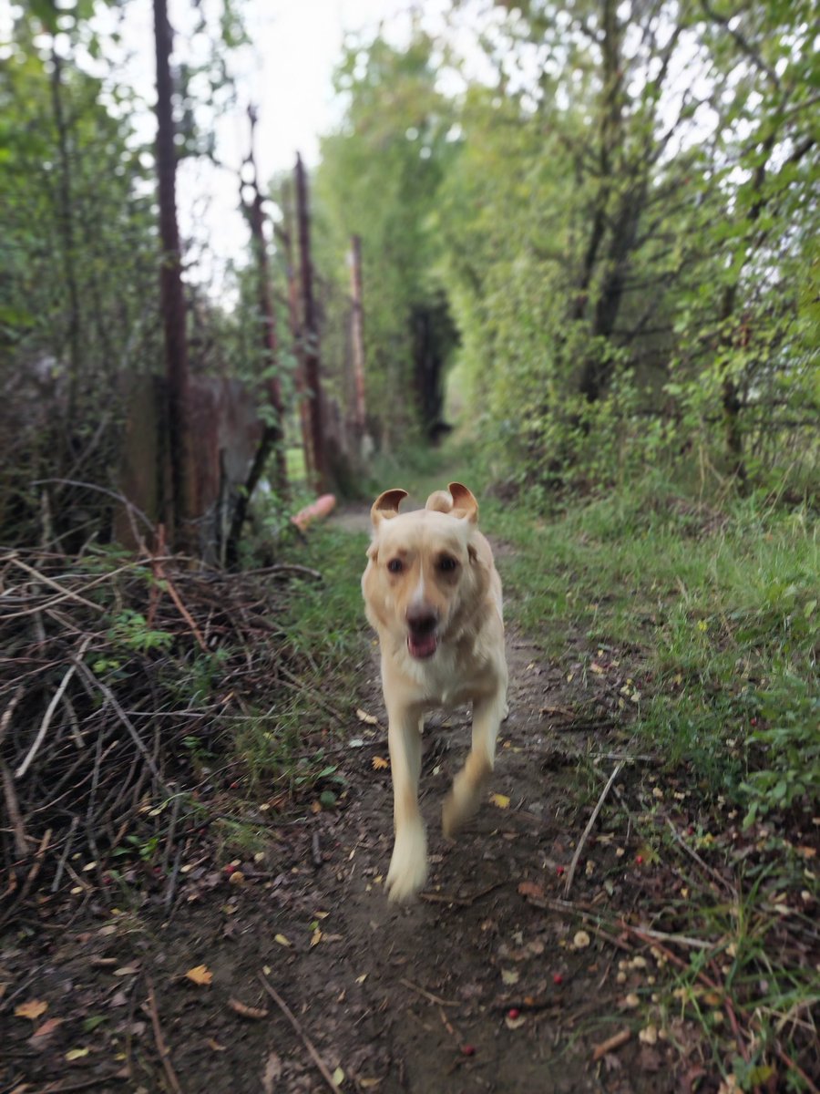 DeankoGolden's tweet photo. #dogwalking #doglovers #DogsAreFamily #chillout #loveislife https://t.co/pMYsJLMkQw