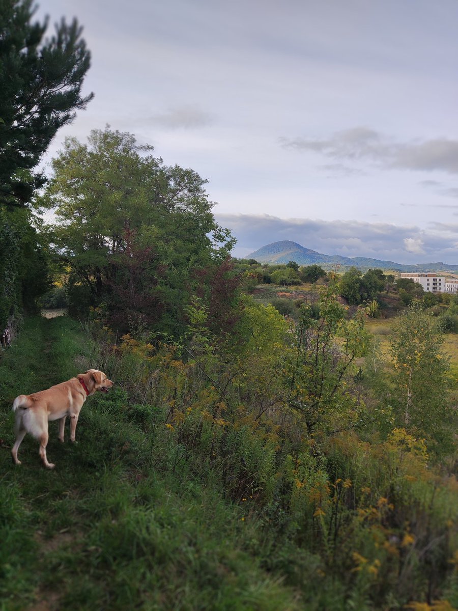 DeankoGolden's tweet photo. #dogwalking #doglovers #DogsAreFamily #chillout #loveislife https://t.co/pMYsJLMkQw